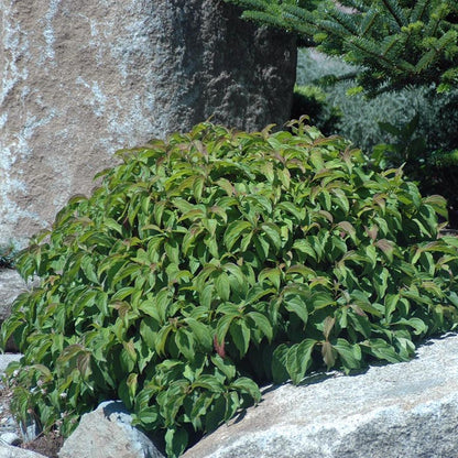 Cornus sericea 'Kelseyi'  - Kelseyi Red Twig Dogwood