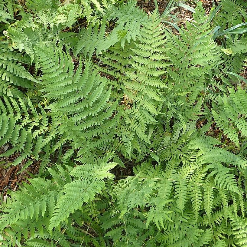 Dryopteris x australis  - Dixie Wood Fern