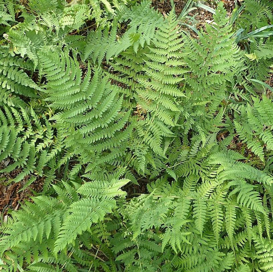 Dryopteris x australis  - Dixie Wood Fern