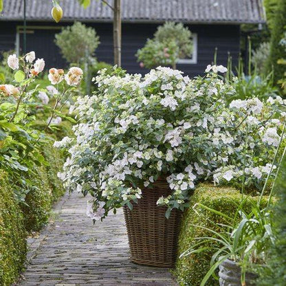 Hydrangea x ‘Fairytrail Bride'  - Fairytrail Bride® Cascade Hydrangea