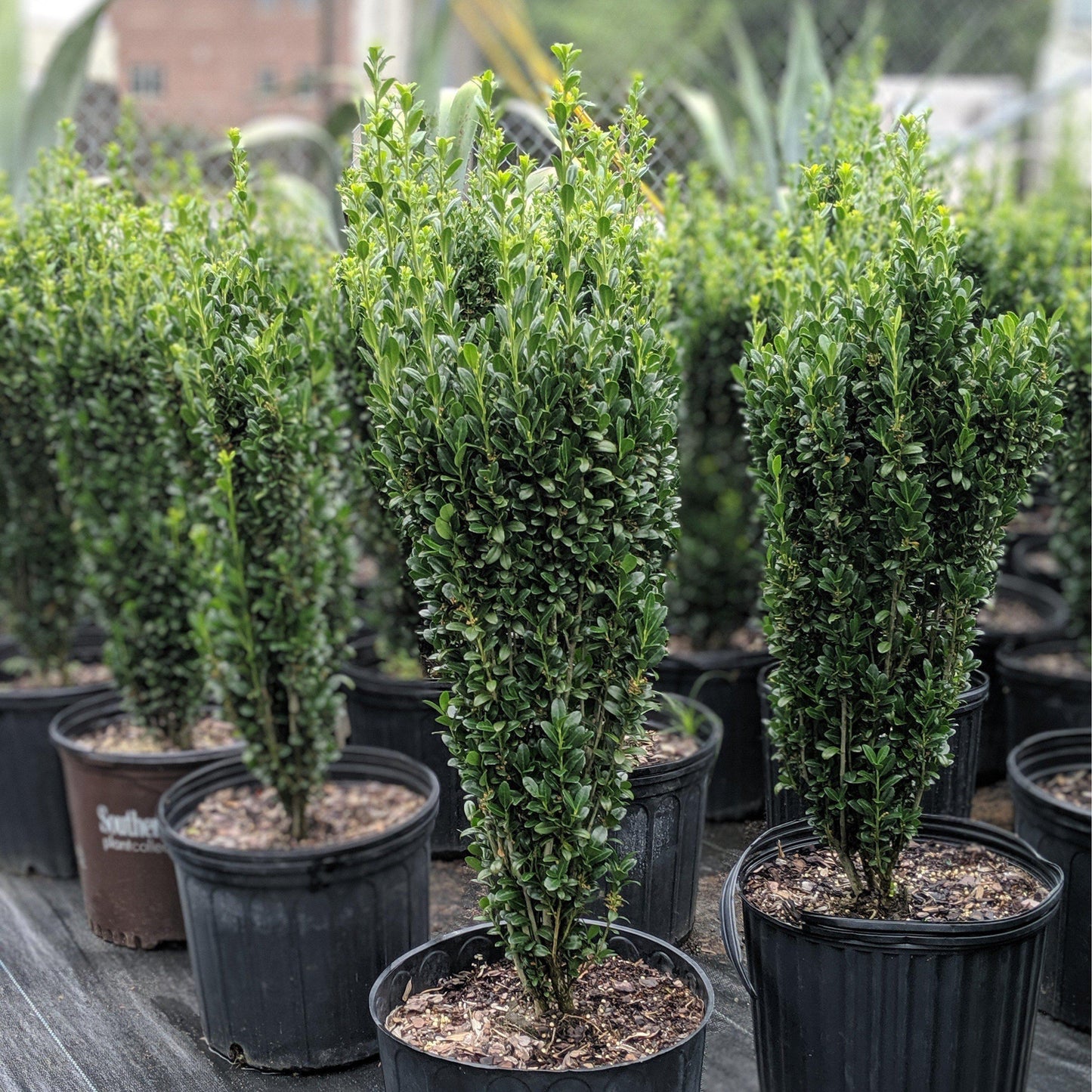 Ilex crenata 'Sky Pencil'  - Sky Pencil Japanese Holly