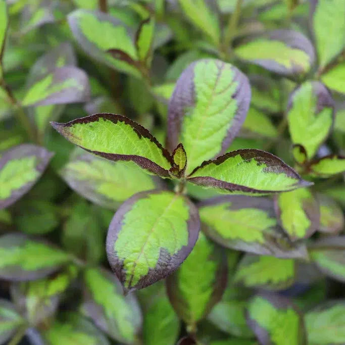 Weigela florida 'SMNWFBGV' PP34,297  - PW® Vinho Verde® Weigela