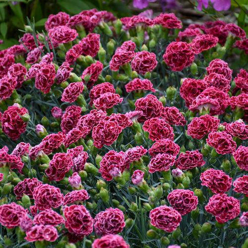 Dianthus 'Cherry Vanilla'  -  Fruit Punch® Cherry Vanilla Dianthus