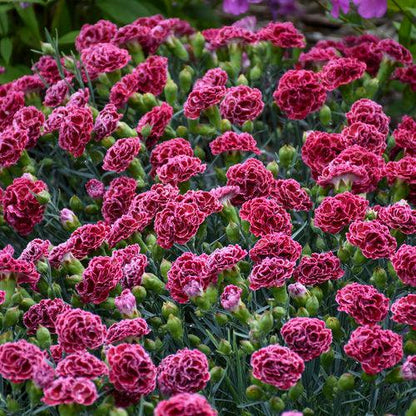 Dianthus 'Cherry Vanilla'  -  Fruit Punch® Cherry Vanilla Dianthus
