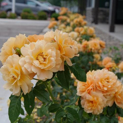 Rosa 'HORCOGJIL' PP 27541  - Proven Winners® Color Choice® At Last® Rose