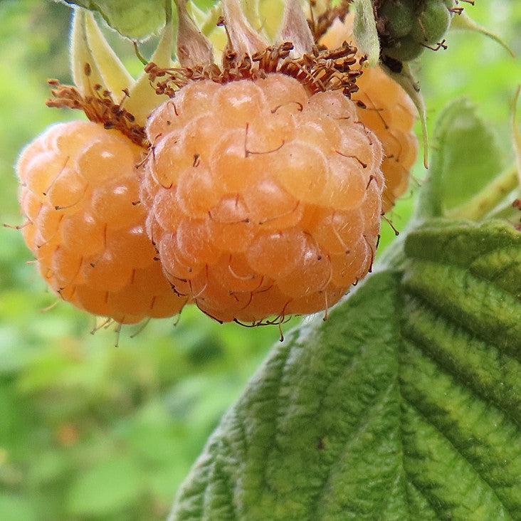 Rubus idaeus 'Anne'  - Anne Raspberry