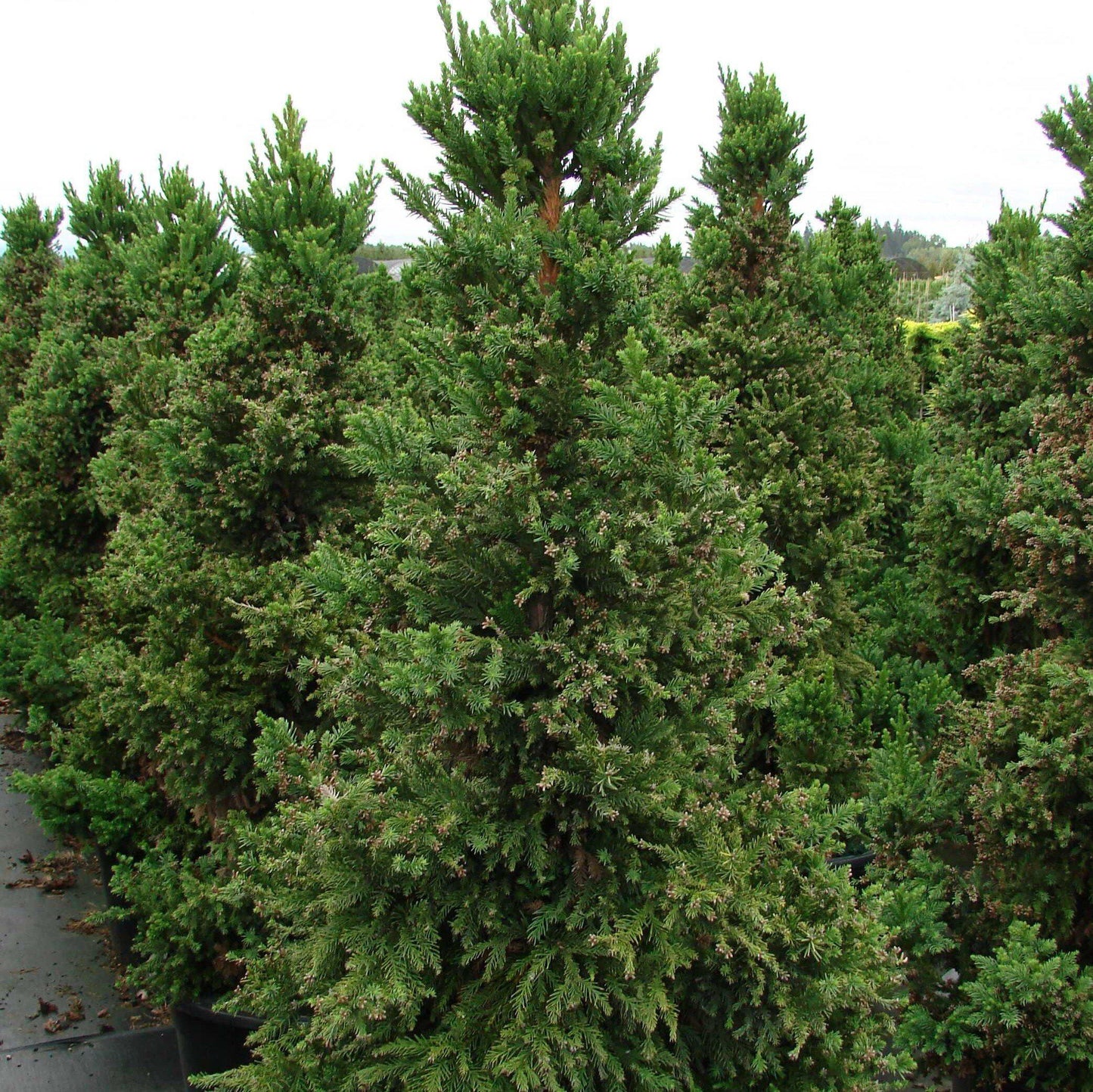 Cryptomeria japonica 'Black Dragon'  - Black Dragon Japanese Cedar