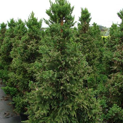 Cryptomeria japonica 'Black Dragon'  - Black Dragon Japanese Cedar