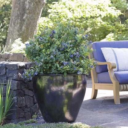 Vaccinium corymbosum 'ZF06-043'  - Peach Sorbet® Blueberry