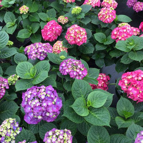 Hydrangea macrophylla 'SMNHMP' USPP 32,514  - Let's Dance® Big Band® Hydrangea