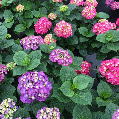 Hydrangea macrophylla 'SMNHMP' USPP 32,514  - Let's Dance® Big Band® Hydrangea