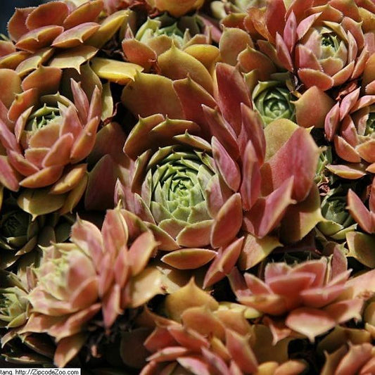 Sempervivum 'Silverine'  - Silverine Hens and Chicks
