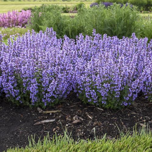 Nepeta x faassenii ‘Cat’s Pajamas’  - Cat's Pajamas Catmint