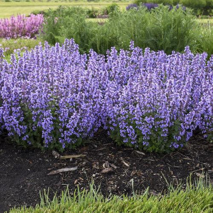 Nepeta x faassenii ‘Cat’s Pajamas’  - Cat's Pajamas Catmint