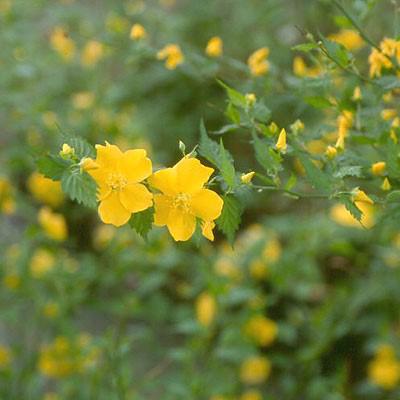 Kerria japonica 'Golden Guinea'  - Golden Guinea Japanese Kerria