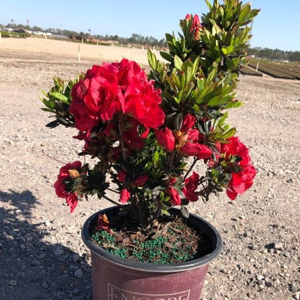 Rhododendron ‘Roblez’  - Encore® Autumn Fire™ Azalea