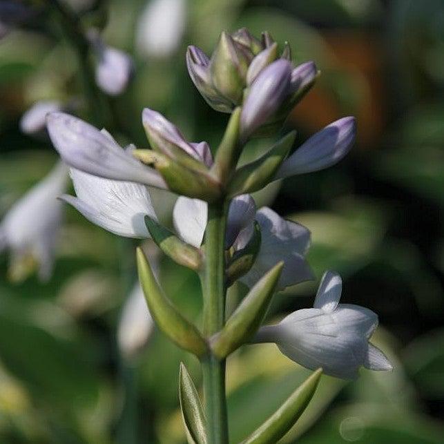 Hosta 'First Frost'  - First Frost Hosta