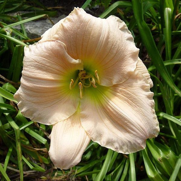 Hemerocallis 'Barbara Mitchell'  - Barbara Mitchell Daylily