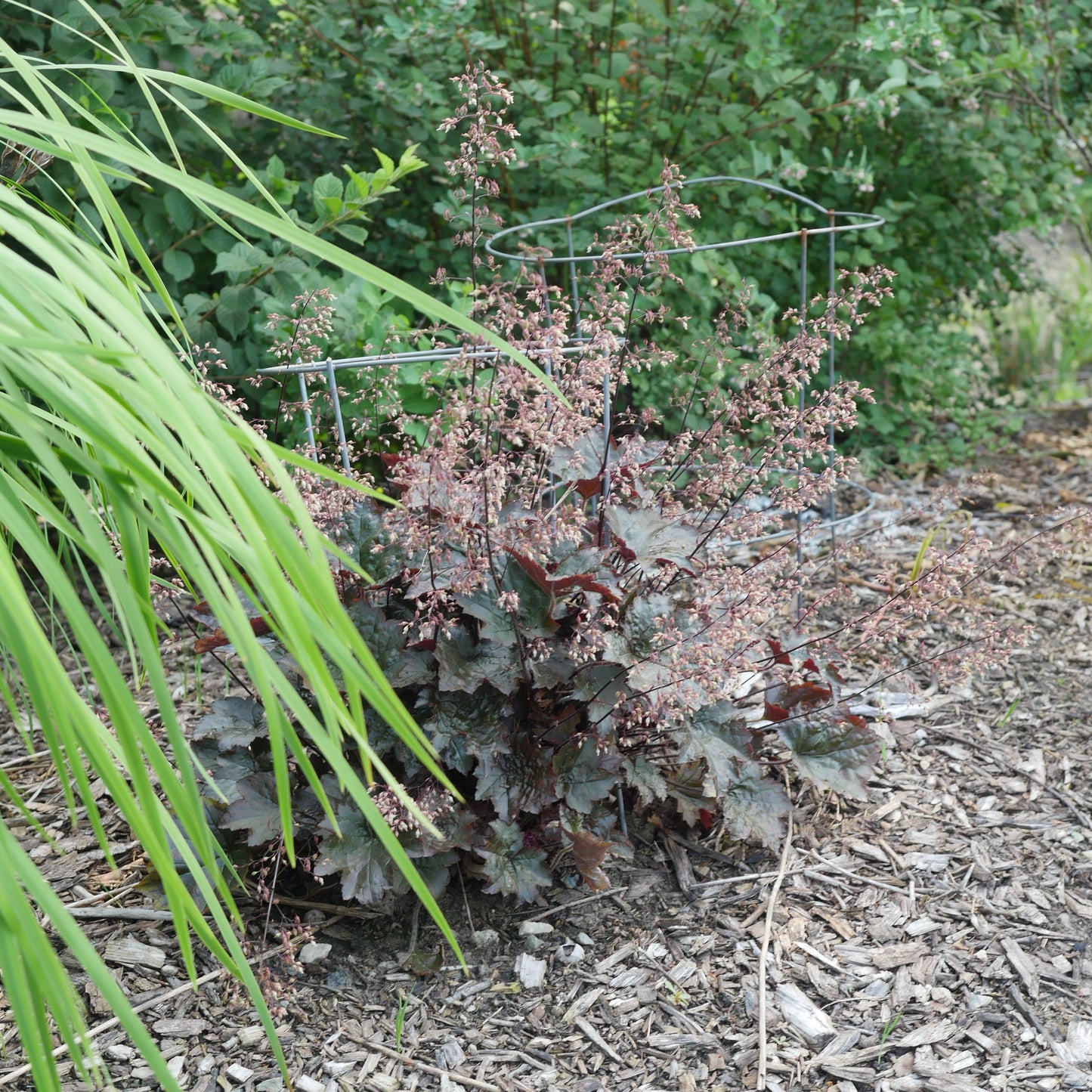 Heuchera 'Blackout'  - Blackout Coral Bells