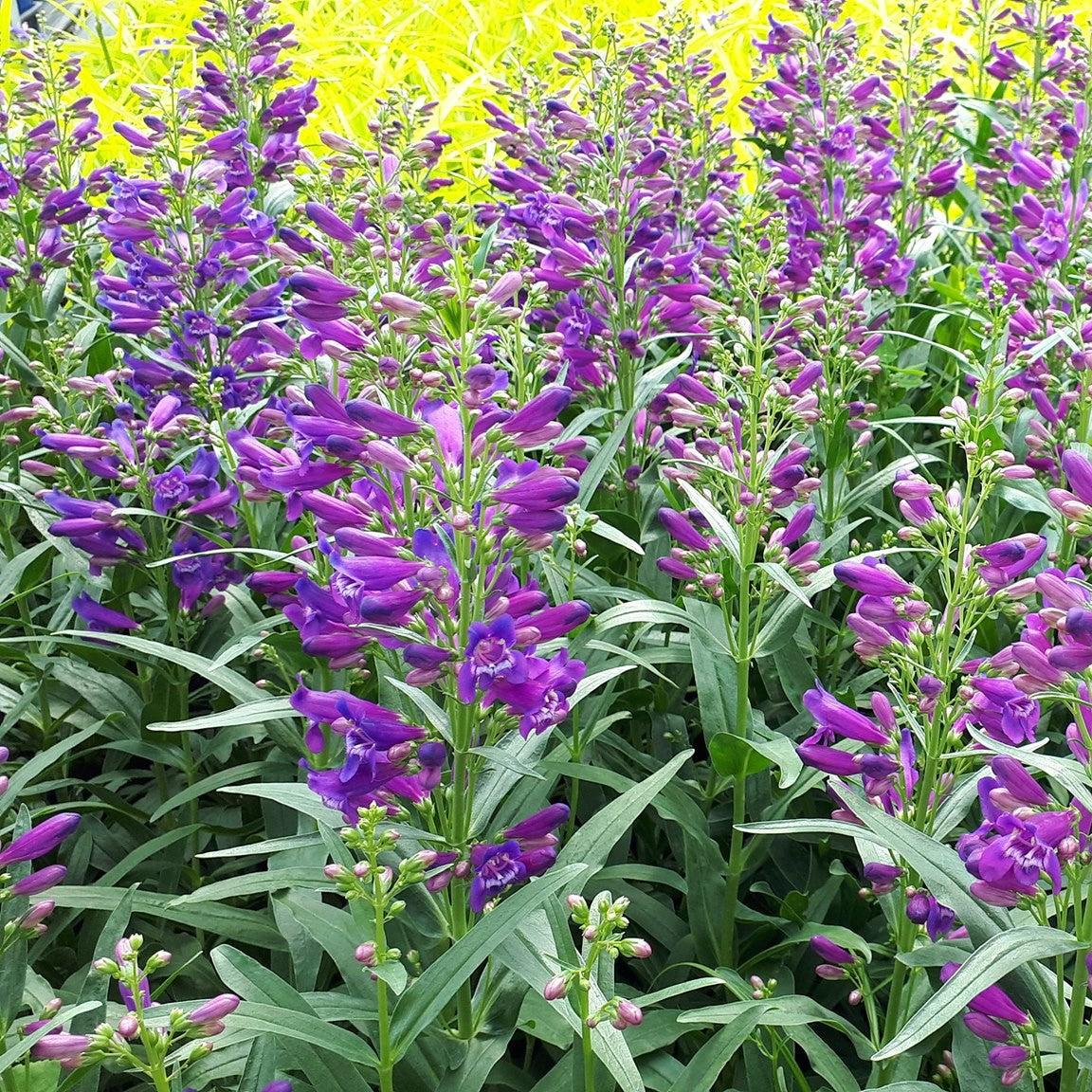 Penstemon 'Pristine Lilac Purple'  - Pristine Lilac Purple Beardtongue