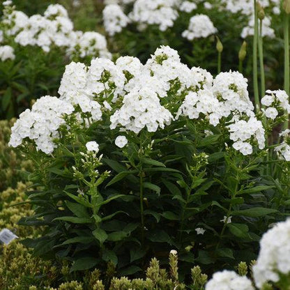 Phlox paniculata 'Luminary Backlight'  - Luminary® Backlight Phlox