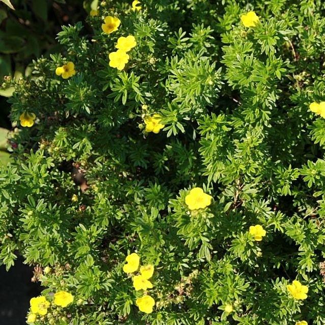 Potentilla fruticosa 'Goldfinger'  - Goldfinger Potentilla