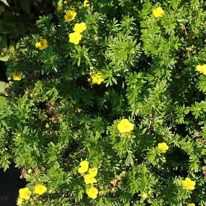 Potentilla fruticosa 'Goldfinger'  - Goldfinger Potentilla
