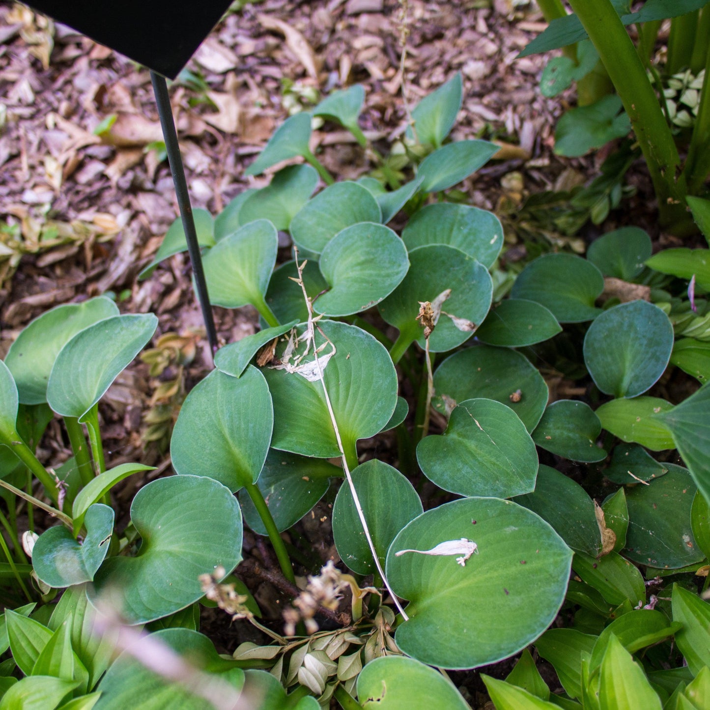 Hosta 'Blue Mouse Ears'  - Blue Mouse Ears Hosta