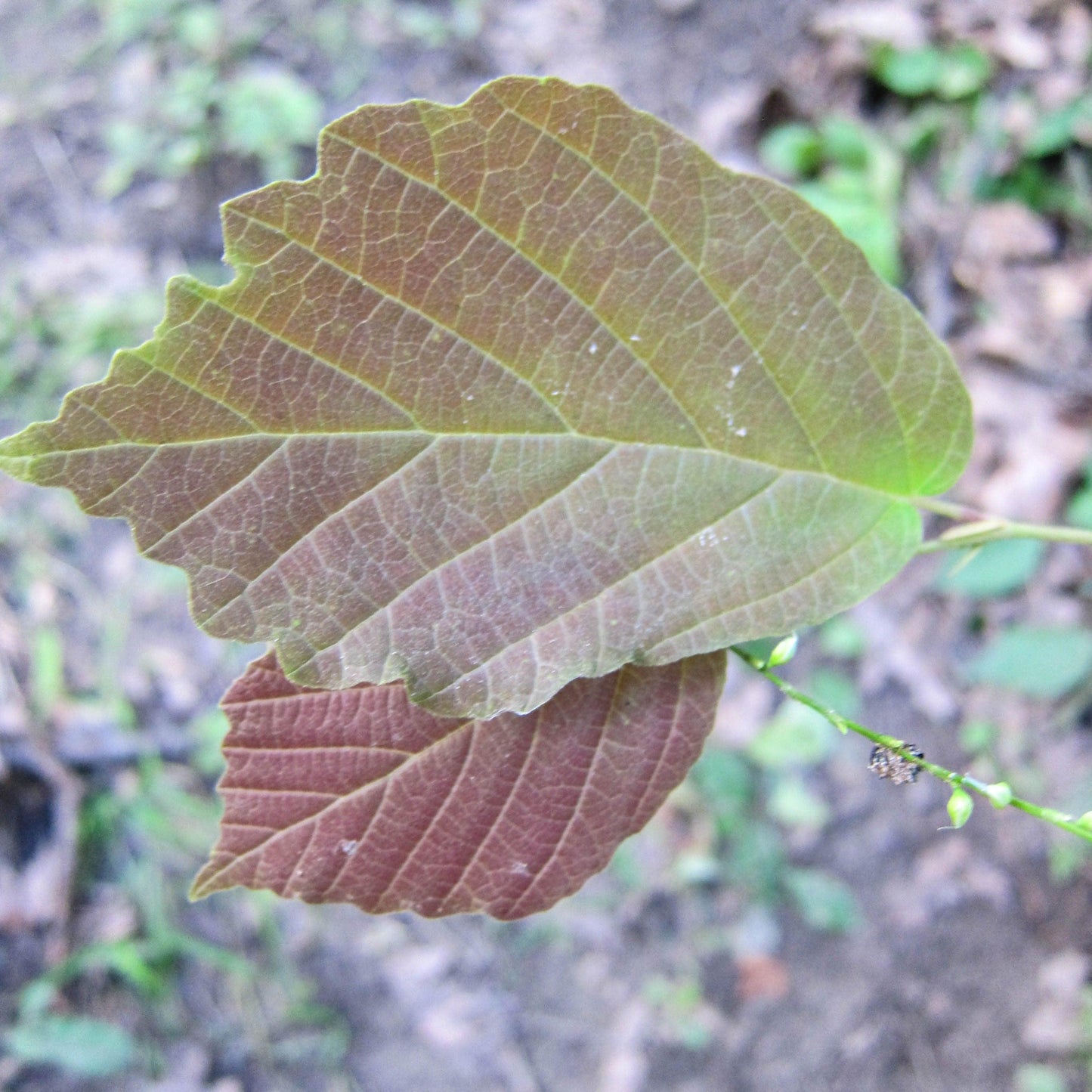 Hamamelis virginiana 'Harvest Moon'  - Harvest Moon Witch Hazel