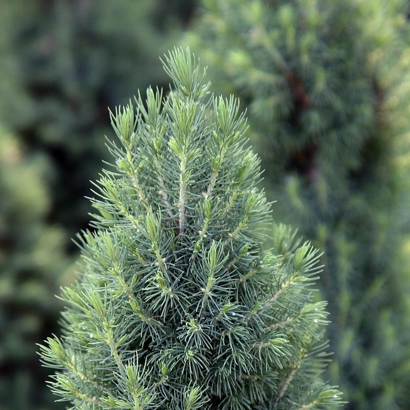 Picea glauca 'Conica'  - Dwarf Alberta Spruce