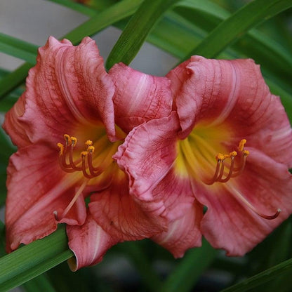 Hemerocallis 'Rosy Returns'  - Rosy Returns Daylily