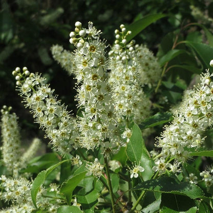Prunus serotina  - Black Cherry