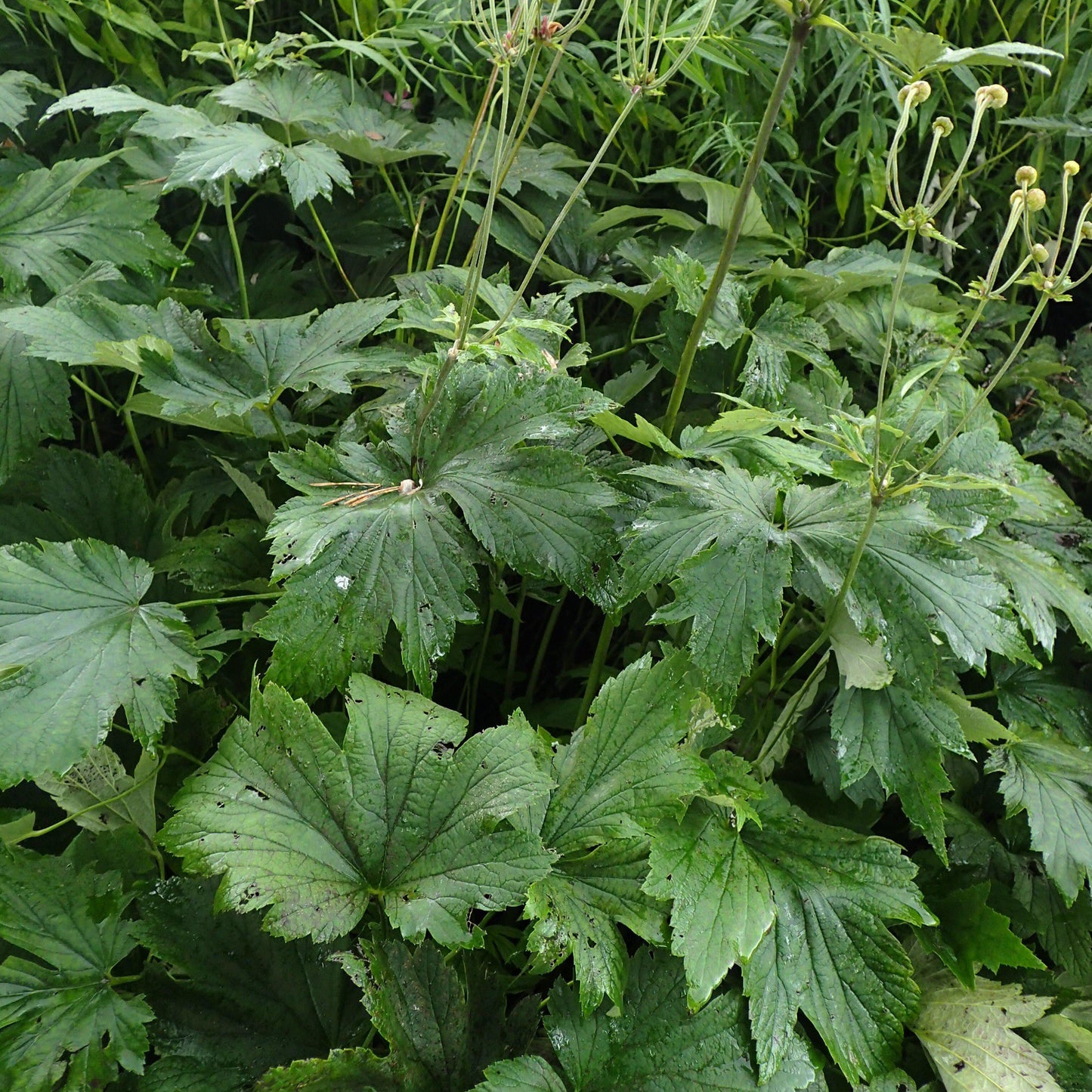 Anemone tomentosa 'Robustissima'  - Robustissima Grape Leaf Anemone