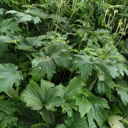 Anemone tomentosa 'Robustissima'  - Robustissima Grape Leaf Anemone