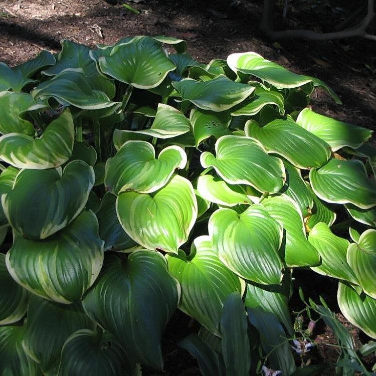 Hosta 'Fragrant Bouquet'  - Fragrant Bouquet Hosta