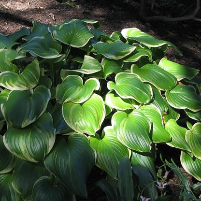 Hosta 'Fragrant Bouquet'  - Fragrant Bouquet Hosta