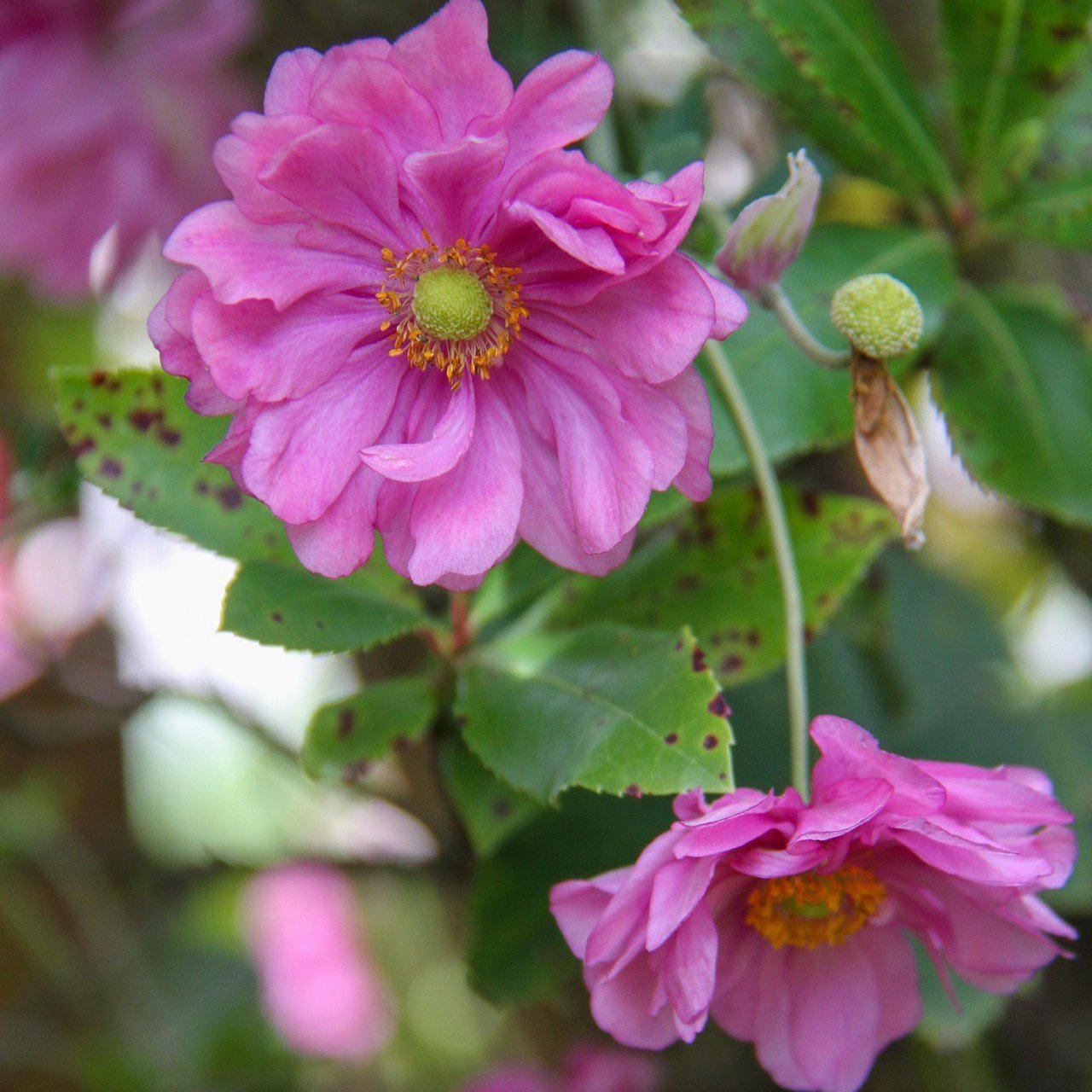 Anemone hupehensis 'Pocahontas'  - Fantasy™ Pocahontas Anemone