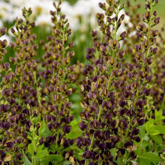 Baptisia 'Dark Chocolate'  - Decadence® Dark Chocolate False Indigo