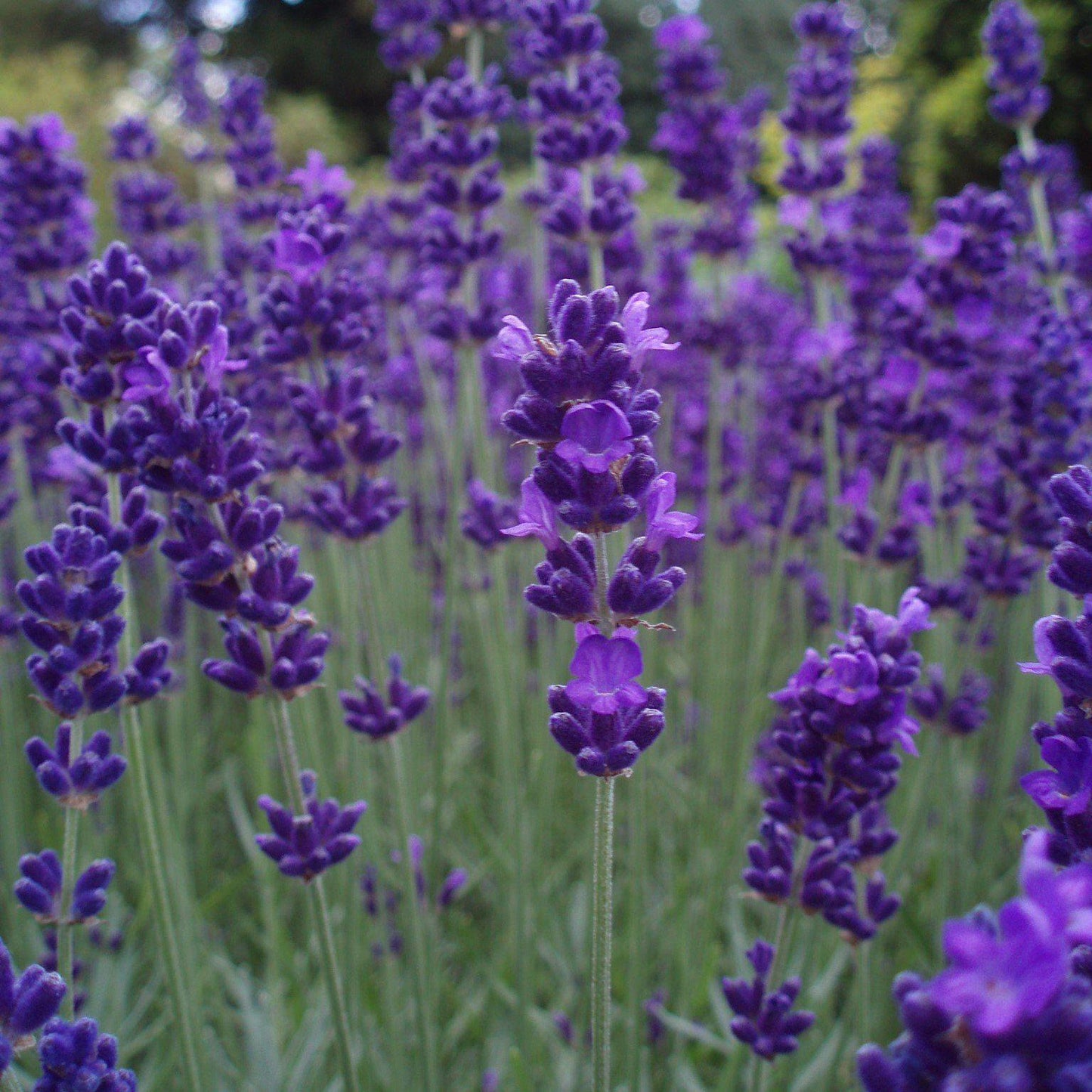 Lavandula angustifolia 'Armtipp01'  - Big Time Blue English Lavender