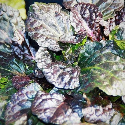 Ajuga reptans 'Binblasca'  - Black Scallop Bugleweed
