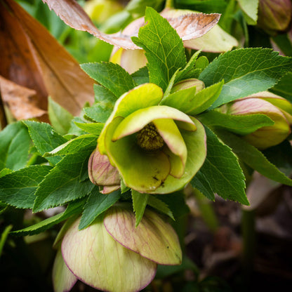 Helleborus x ericsmithii 'COSEH 730'  - HGC® Champion Lenten Rose