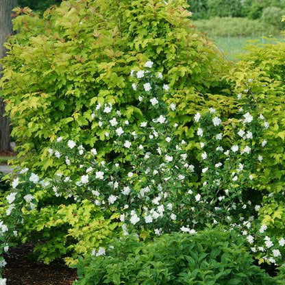 Philadelphus coronarius 'SMNPBD'  - Illuminati Arch® Mockorange