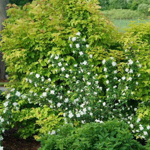 Philadelphus coronarius 'SMNPBD'  - Illuminati Arch® Mockorange