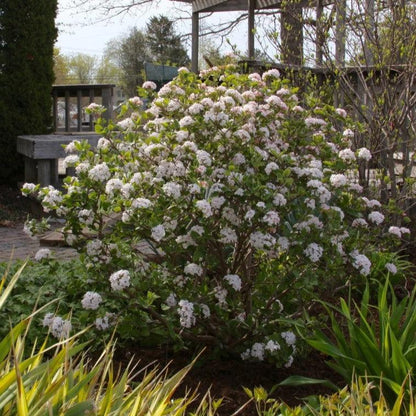 Viburnum carlesii ‘Select S’  - Sugar N' Spice™ Korean Spice Viburnum