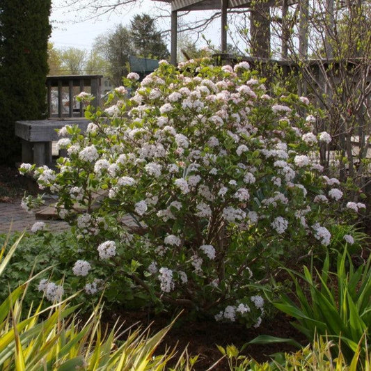 Viburnum carlesii ‘Select S’  - Sugar N' Spice™ Korean Spice Viburnum