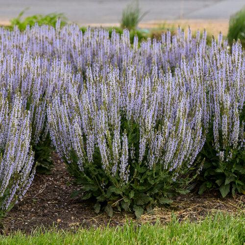 Salvia nemorosa ‘Perfect Profusion’  - Perfect Profusion Meadow Sage