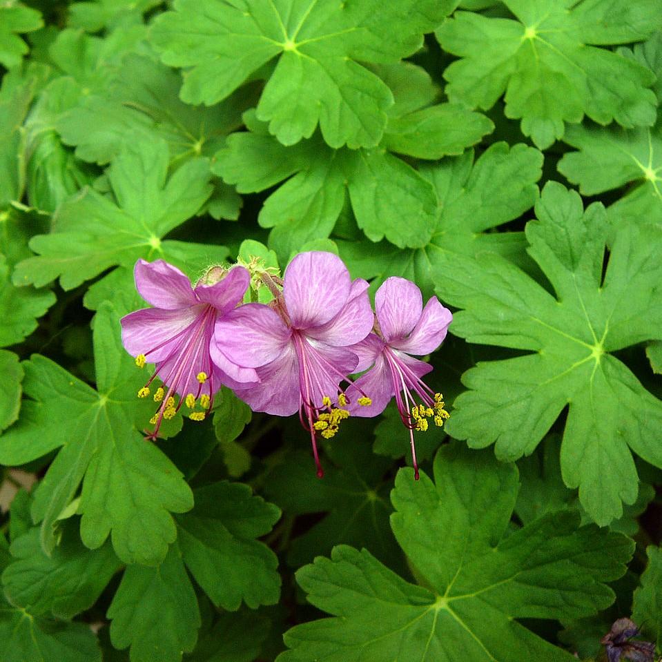 Geranium macrorrhizum 'Bevan's Variety'  - Bevan's Variety Bigroot Cranesbill