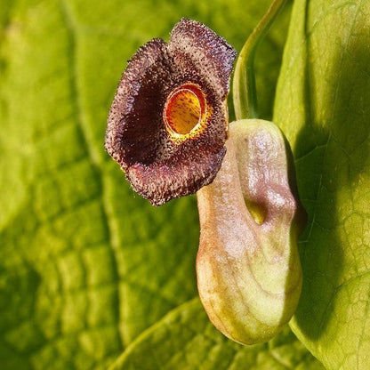 Aristolochia macrophylla  - Dutchman's Pipe, Pipevine