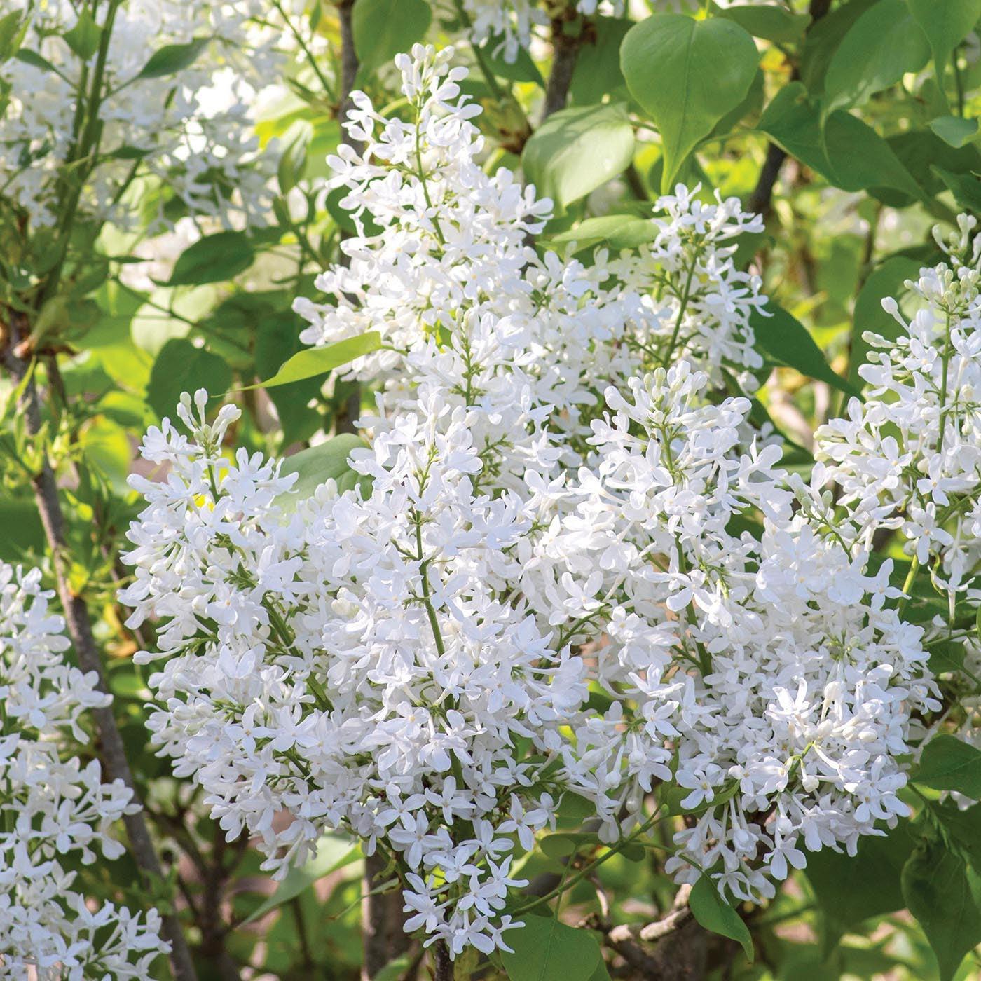 Syringa vulgaris 'G13103'  - New Age™ White Lilac