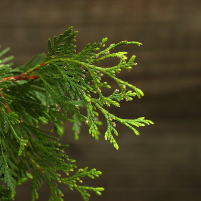 Thuja standishii x plicata 'Green Giant'  - Green Giant Arborvitae